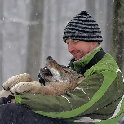 Oliver and Lady, a Eurasian Wolf at Wildfreigehege Wildenburg
